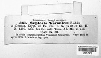 Septoria veronicae image